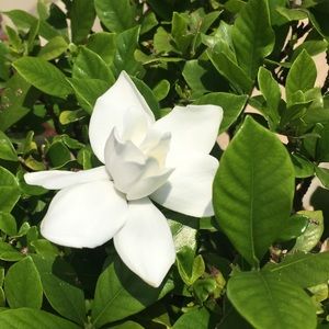 Meet your Posher, Sophia